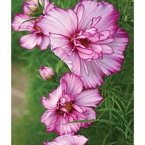  Cosmos, Double Take 1 Pkt. (50 seeds) Patio, Lawn 