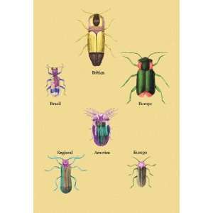  Beetles of America, Britain, Brazil, England and Europe #2 