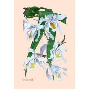  Orchid Coelogyne Cristata 20x30 poster