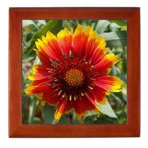   Box Mahogany Blanket Flower (like Daisy or Sunflower) 