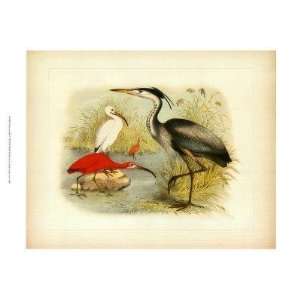  Jacob Studer   Heron & Ibis