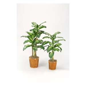  3 Dieffenbachia Plant