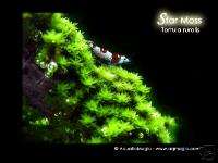 Star Moss   Live Aquarium Plant Fern Java Anubias INV  