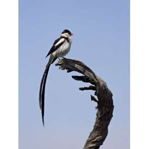  Male Pin Tailed Whydah, Pilanesberg National Park, South 
