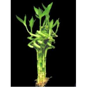 Betterdecor  1 Bundle (10 Stalks ) of 6 Inches Spiral Lucky Bamboo for 