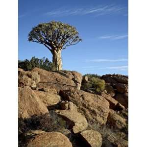  Quiver Tree, Springbok, South Africa, Africa Stretched 