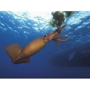  Humboldt Squid Nine Mile Bank Off San Diego, California 