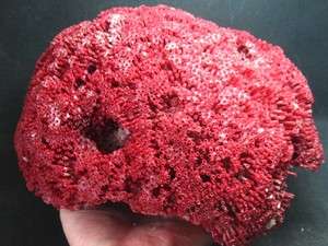 65lb,stunning alluring red CORAL rose  