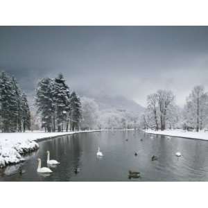  Swans Floating on a Lake, Chateau De Vizille, Vizille 
