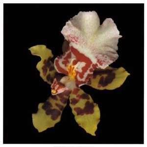    Tiger Orchid   Poster by Rosemarie Stanford (20x20)