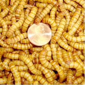  2000ct Live Giant Mealworms Pet Food, Best Bait Pet 