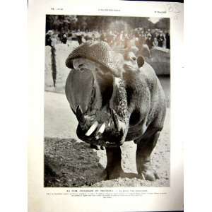  Zoo Vincennes Hippopotamus Hadramaut French Print 1936 