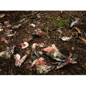  The Remains of a Salmon Eaten by Alaska Brown Bears 