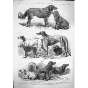  1862 PRIZE DOGS SHOW BIRMINGHAM TERRIER SPANIEL NELLY 
