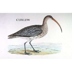 Birds Curlew Sheet of 21 Personalised Glossy Stickers or Labels