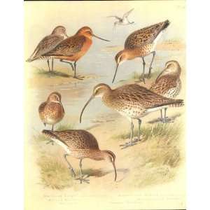  Large Thorburn Birds Godwit Curlew Wimbrel 1915