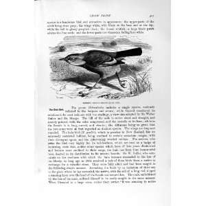   NATURAL HISTORY 1894 95 CROW CHOUGH THRUSH HUIAS BIRDS
