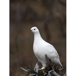  Ptarmigan, Lagopus Mutus, Churchill, Manitoba, Canada 