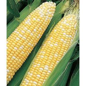  Corn, Sun & Stars Bicolor Hybrid 1 Pkt. (800 seeds) Patio 