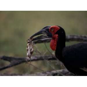  A Southern Ground Hornbill Prepares to Eat a Rat Whole 