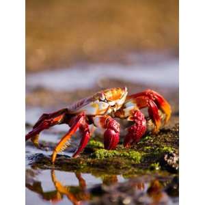 Sally Lightfoot Crabs, Puerto Egas, Galapagos Islands National Park 
