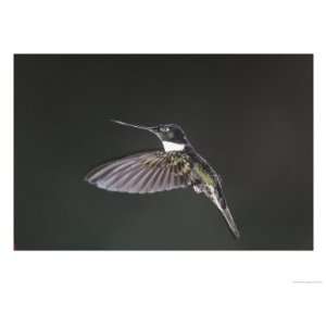 Collared Inca, West Slope Cloud Forest, Lower Tandyapa Valley, Ecuador 