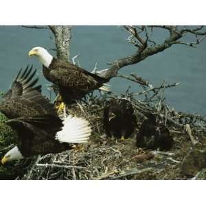  Northern American Bald Eagles and Young in Their Nest 