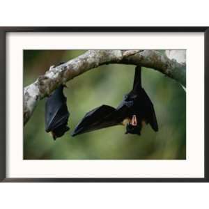 Flying Fox Bats Hang from a Limb in an American Samoa Rainforest 