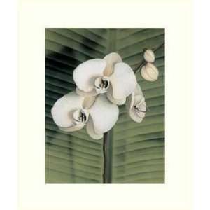  Andrea Trivelli   Orchid With Palm II Size 19.75x23.75 