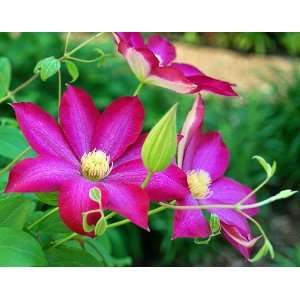  Pink Champagne Clematis   Potted Patio, Lawn & Garden