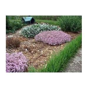 NEW* Red Creeping Babys Breath *15 SEEDS*E z*Hardy perennial*GROW 