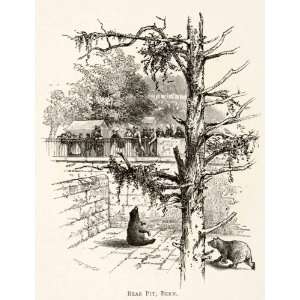  1891 Wood Engraving Whymper Bear Pit Bern Switzerland Zoo 