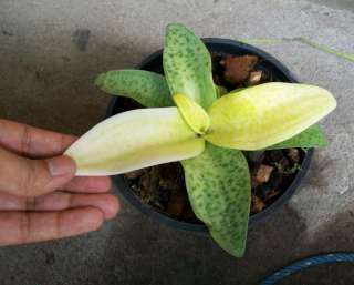 Bulb DRIMIOPSIS MACULATA Variegated Plant, FREE Phytosanitary 