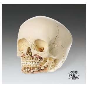 Second Dentition Skull Model  Industrial & Scientific