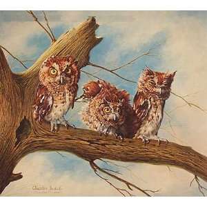  Charles Frace   Screech Owls