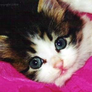  Worlds Cutest Kitten Fridge Magnets