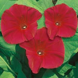 60+ Seeds, Morning Glory Scarlet O Hara (Ipomoea nil) Seeds By Seed 