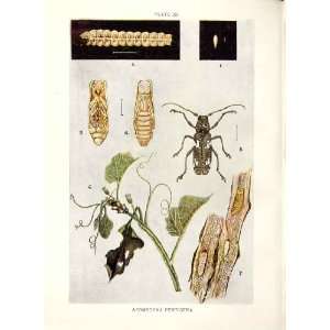  Indian Insects Beetle Apomecyna Pertigera
