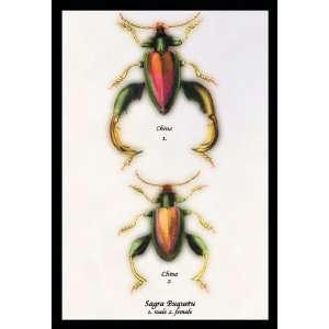  Beetle Chinese Sagra Buquetu #1 20x30 poster