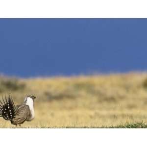 Male Greater Sage Grouse (Centrocercus Urophasianus) Mating Display on 