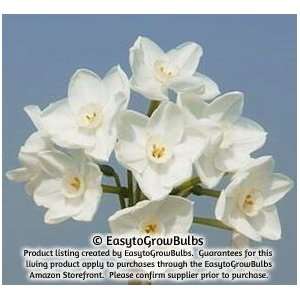  Paperwhites Ariel, 10   10 very large bulbs   17+ cm 