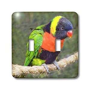  VWPics Birds   Forstens Lorikeet (captive).Trichoglossus 