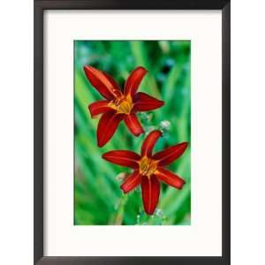  Hemerocallis Sammy Russell, Close up of Red Flower Heads 