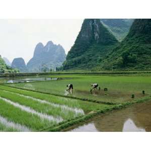 Planting Rice with Limestone Karst Mountains in the 