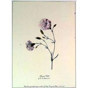  Carnation Bizarre Violet    Print