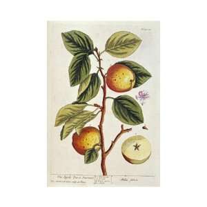 Apple Tree by Elizabeth Blackwell. size 15 inches width by 20 inches 