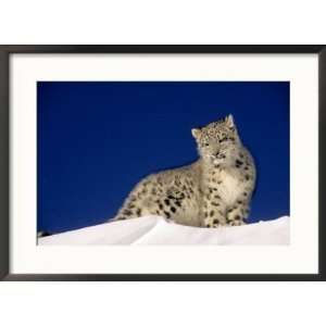  Snow Leopard 5 Month Old Cub Collections Framed 