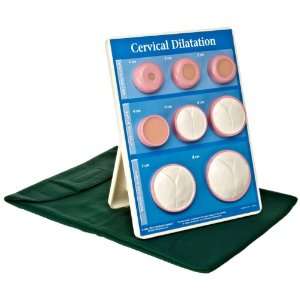 3B Scientific W43093 Cervical Dilation Easel Display, 9 Length x 12 