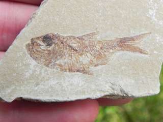 Fossil Fish Lebanon Cretaceous OLDER THAN MEGALODON SHARK SUPEB FOSSIL 