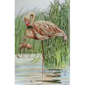  Flamingo Etching Willard, Joanna Animals, Dogs Birds 